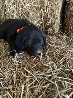 Black Male Orange Collar, a male Labrador Retriever for sale in Roodhouse, IL – Photo 1 of 3