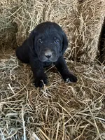 Black Male Orange Collar, a male Labrador Retriever for sale in Roodhouse, IL – Photo 2 of 3