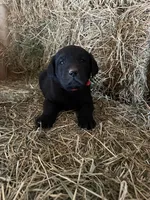 Black Male Orange Collar, a male Labrador Retriever for sale in Roodhouse, IL – Photo 3 of 3