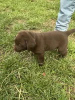 Male black collar , a male Labrador Retriever for sale in Roodhouse, IL – 5 of 5