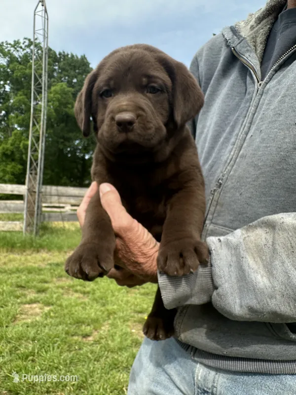 Male black collar  – Labrador Retriever puppy for sale in Roodhouse, IL