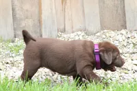 Female Purple Collar , a female Labrador Retriever for sale in Roodhouse, IL – 4 of 6