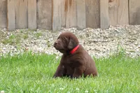 Male Red Collar , a male Labrador Retriever for sale in Roodhouse, IL – 6 of 6