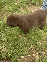 Male , a male Labrador Retriever for sale in Roodhouse, IL – 3 of 3