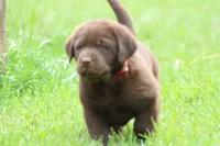 Male Red Collar , a male Labrador Retriever for sale in Roodhouse, IL – 4 of 6