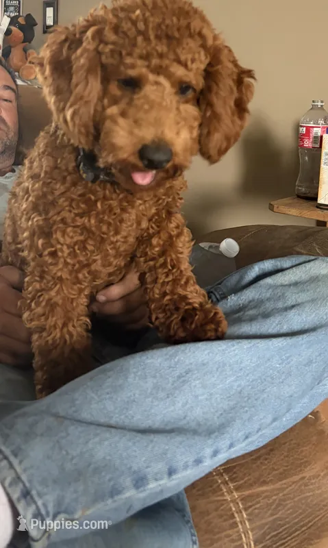 Bella – Poodle - Miniature  puppy for sale in Centralia, MO