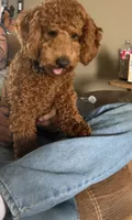 Bella, a female Poodle - Miniature  for sale in Centralia, MO – 1 of 2