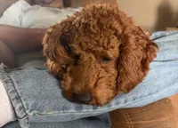 Bella, a female Poodle - Miniature  for sale in Centralia, MO – 2 of 2
