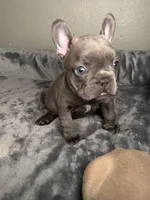 August , a male French Bulldog for sale in Deland, FL – 3 of 3
