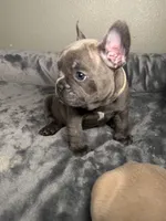 August , a male French Bulldog for sale in Deland, FL – 1 of 3