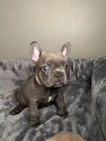 August , a male French Bulldog for sale in Deland, FL – 2 of 3