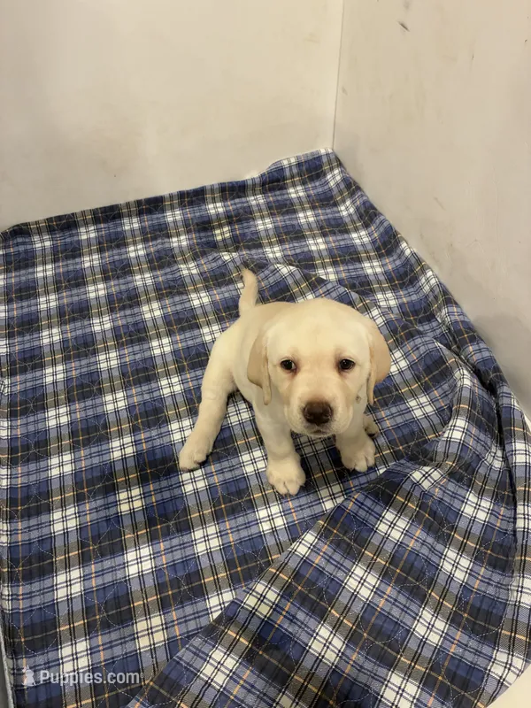 Nee nee – Labrador Retriever puppy for sale in Bridgewater, MA