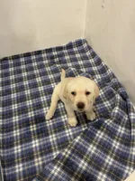 Nee nee, a female Labrador Retriever for sale in Bridgewater, MA – 1 of 5
