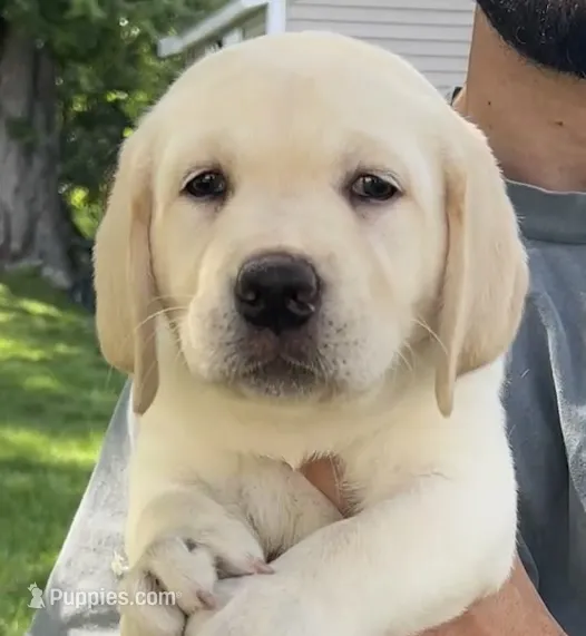 Sissy – Labrador Retriever puppy for sale in Bridgewater, MA
