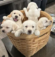 Sissy, a female Labrador Retriever for sale in Bridgewater, MA – 3 of 5