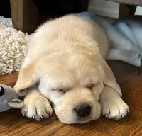 Chunk, a male Labrador Retriever for sale in Bridgewater, MA – 2 of 6