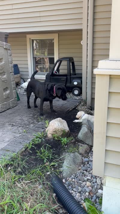 Max, a male Labrador Retriever for sale in Bridgewater, MA – 8 of 9