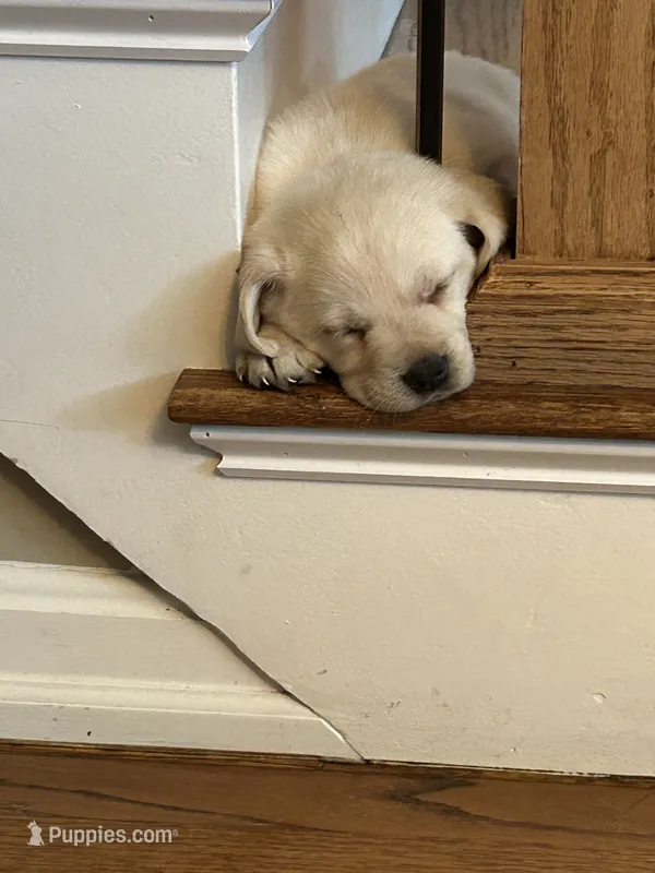 Chunk – Labrador Retriever puppy for sale in Bridgewater, MA