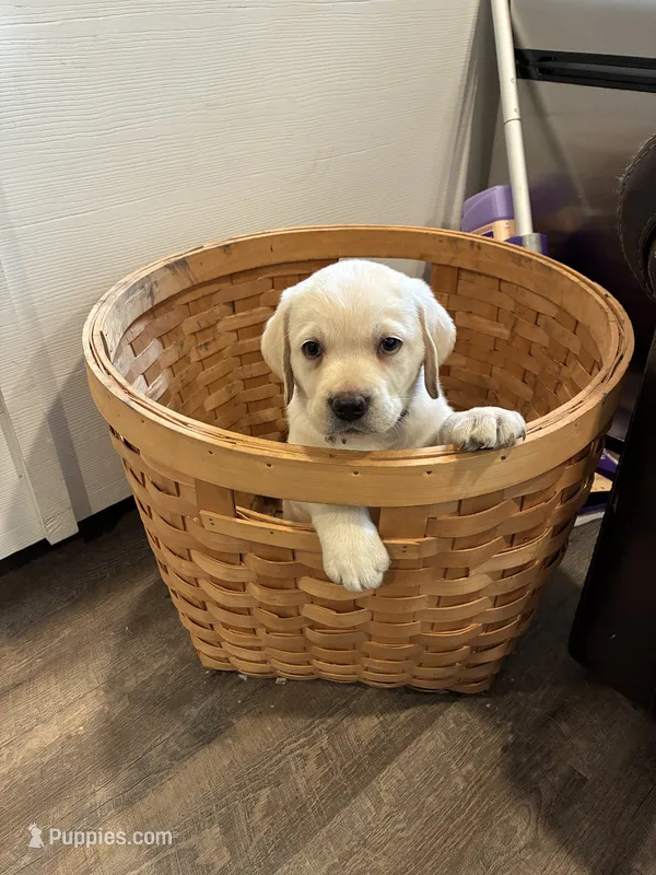 Max – Labrador Retriever puppy for sale in Bridgewater, MA
