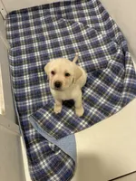 Max, a male Labrador Retriever for sale in Bridgewater, MA – 3 of 9