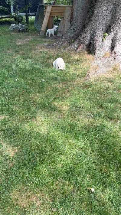 Max, a male Labrador Retriever for sale in Bridgewater, MA – 6 of 9