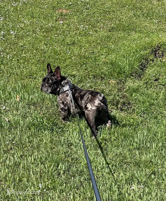 Aurelio  – French Bulldog puppy for sale in Mount Pleasant, TX