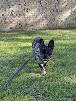 Aurelio , a male French Bulldog for sale in Mount Pleasant, TX – Photo 3 of 4