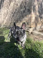 Aurelio , a male French Bulldog for sale in Mount Pleasant, TX – Photo 2 of 4