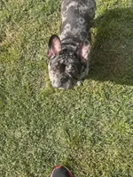 Aurelio , a male French Bulldog for sale in Mount Pleasant, TX – Photo 4 of 4