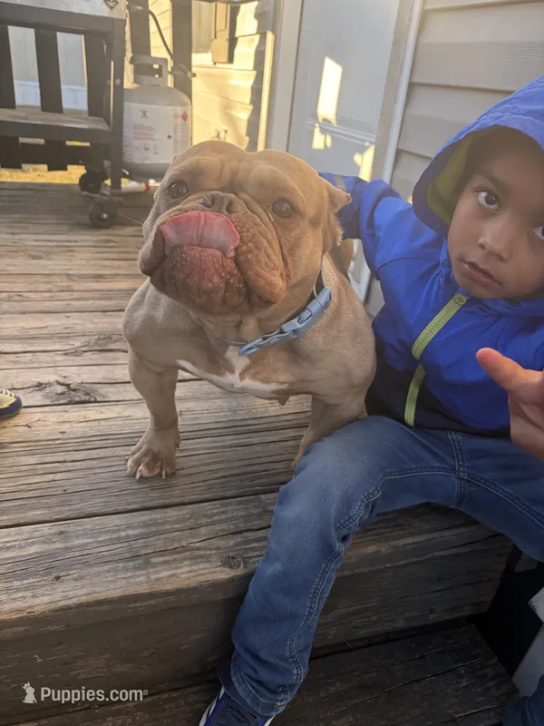 Chi-chip  – American Bully puppy for sale in DeSoto, TX