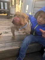 Chi-chip , a female American Bully for sale in DeSoto, TX – 1 of 2