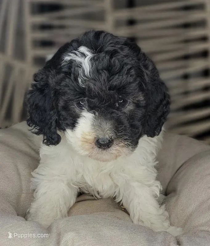 Zoë  – Poodle - Toy  puppy for sale in Hercules, CA