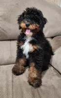 Gunner, a male Miniature Bernedoodle for sale in Odon, IN – 4 of 4