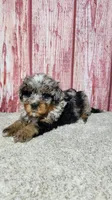 Gracie , a female Miniature Bernedoodle for sale in Odon, IN – Photo 5 of 6