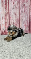 Gracie , a female Miniature Bernedoodle for sale in Odon, IN – Photo 2 of 6