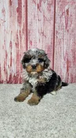 Gracie , a female Miniature Bernedoodle for sale in Odon, IN – Photo 3 of 6
