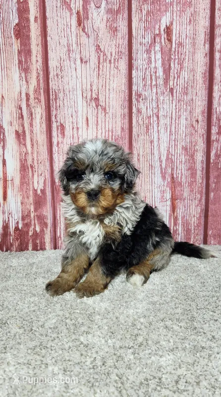 Gracie  – Miniature Bernedoodle puppy for sale in Odon, IN