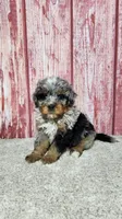 Gracie , a female Miniature Bernedoodle for sale in Odon, IN – Photo 1 of 6