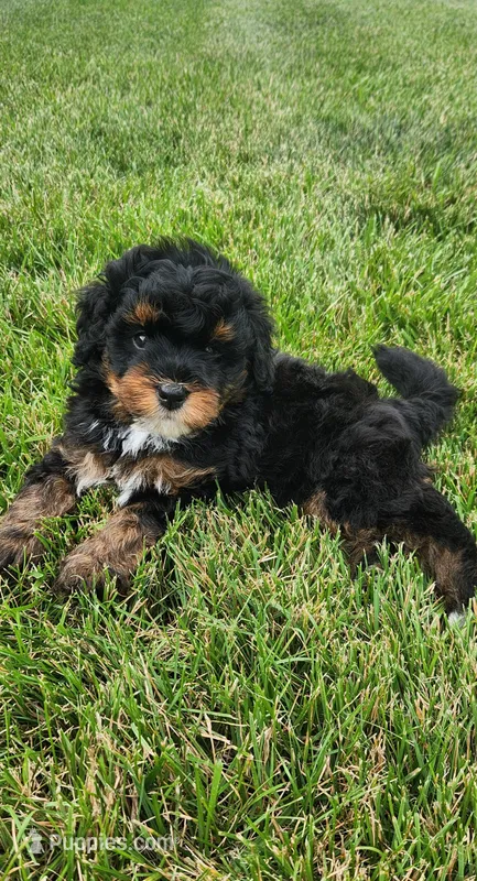 Cooper – Miniature Bernedoodle puppy for sale in Odon, IN
