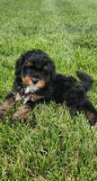 Cooper, a male Miniature Bernedoodle for sale in Odon, IN – 1 of 3