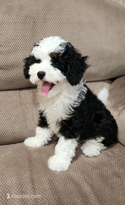 Waylon – Miniature Bernedoodle puppy for sale in Odon, IN