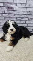 Piper, a male Miniature Bernedoodle for sale in Odon, IN – 3 of 4