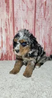 Ryker, a male Miniature Bernedoodle for sale in Odon, IN – 2 of 3