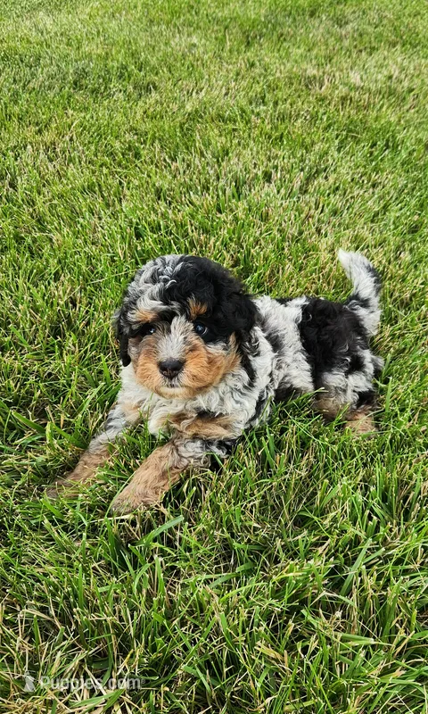 Jax – Miniature Bernedoodle puppy for sale in Odon, IN