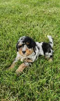 Jax, a male Miniature Bernedoodle for sale in Odon, IN – 1 of 6
