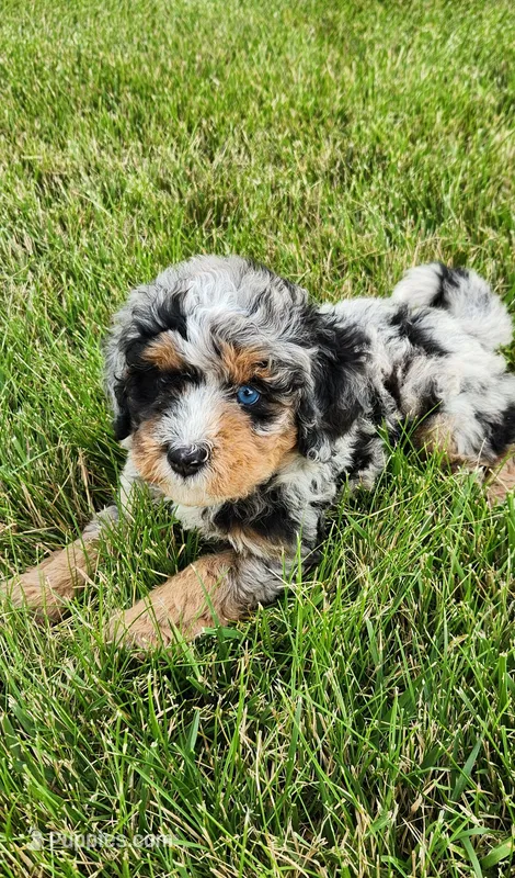 Ryker – Miniature Bernedoodle puppy for sale in Odon, IN