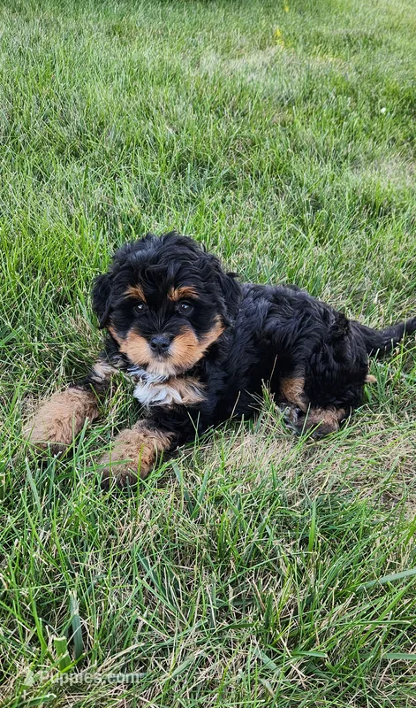 Milo – Miniature Bernedoodle puppy for sale in Odon, IN