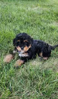 Milo, a male Miniature Bernedoodle for sale in Odon, IN – 1 of 4