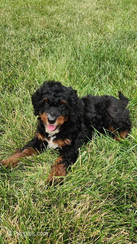 Mia – Miniature Bernedoodle puppy for sale in Odon, IN