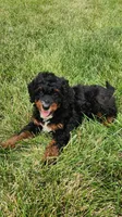 Mia, a female Miniature Bernedoodle for sale in Odon, IN – 1 of 5